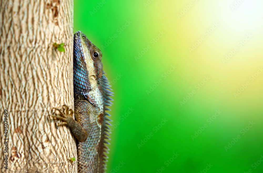 chameleon on tree on blur background,closed up chameleon on tree on blur background,closed up