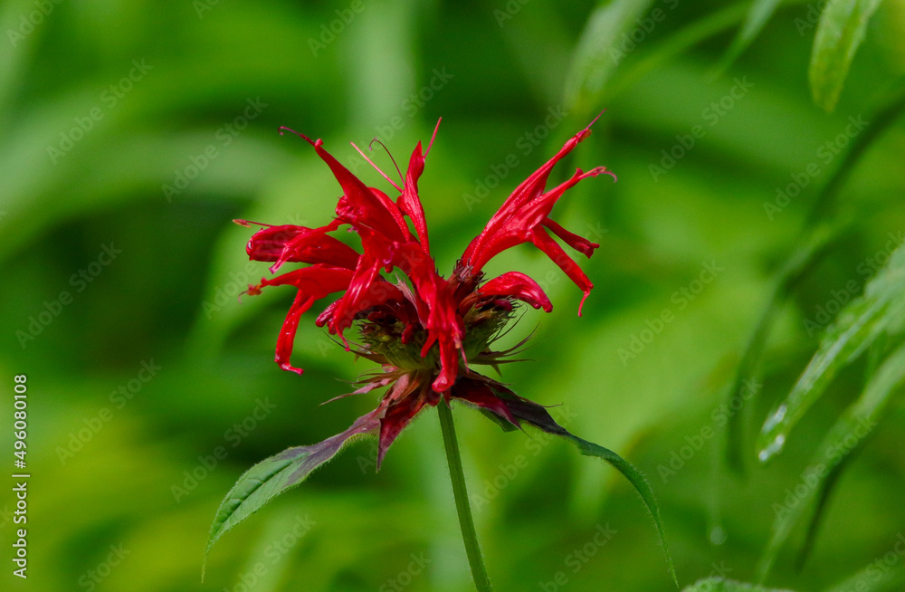 Bee Balm in Abstract Bee Balm in Abstract