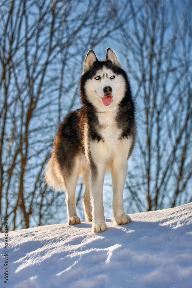 Husky dog standing on the snow in the morning winter forest. Front viewnportrait.