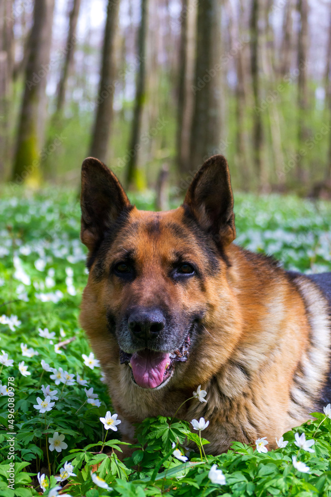 German Shepherd lies in the spring forest on a carpet of blooming anemones