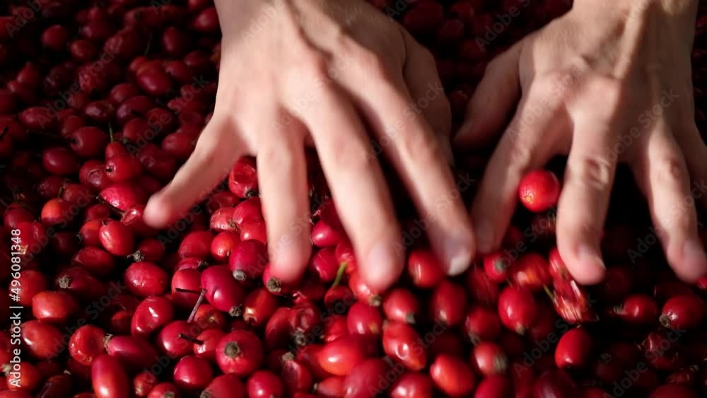 Female woman's hands touching the fruit rose hip or rosehip. Empty space for copy paste. Backgrounds and textures. Red vibrant colors. Cinematic. Wild fruits and healthy food. 
