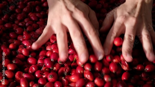 Female woman's hands touching the fruit rose hip or rosehip. Empty space for copy paste. Backgrounds and textures. Red vibrant colors. Cinematic. Wild fruits and healthy food. 
