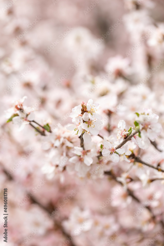Cherry blossoms in the park in spring Cherry blossoms in the park in spring
