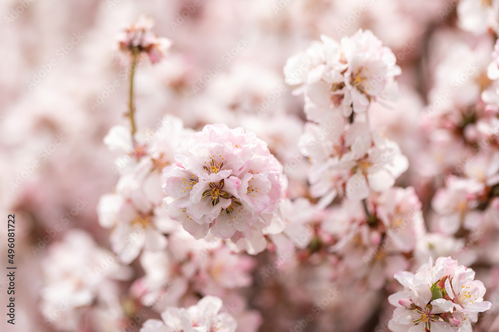 Cherry blossoms in the park in spring