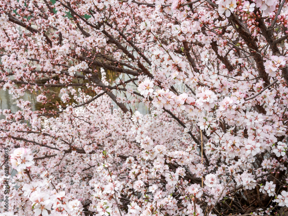 Cherry blossoms in the park in spring Cherry blossoms in the park in spring