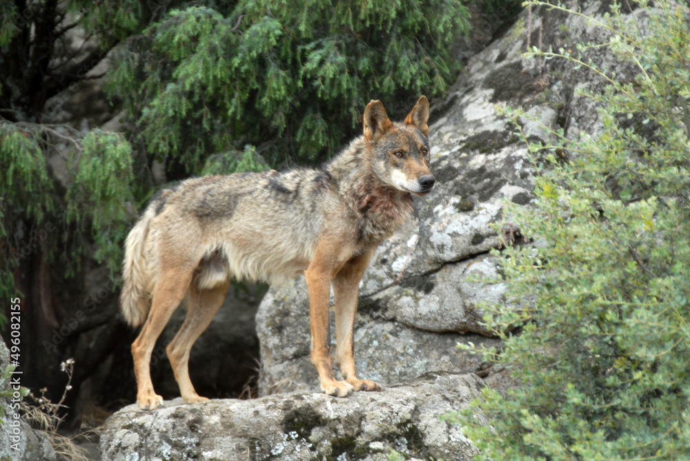 Lobo iberioco en el campo Lobo iberioco en el campo