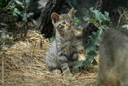 Photography gato montes en el bosque de encinas