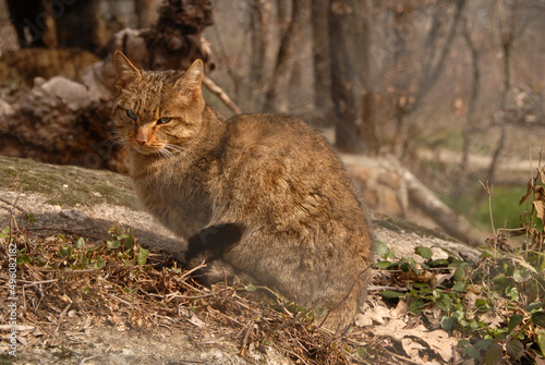 gato montes en el bosque de encinas photo