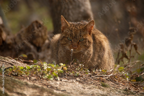 Wall Mural gato montes en el bosque de encinas