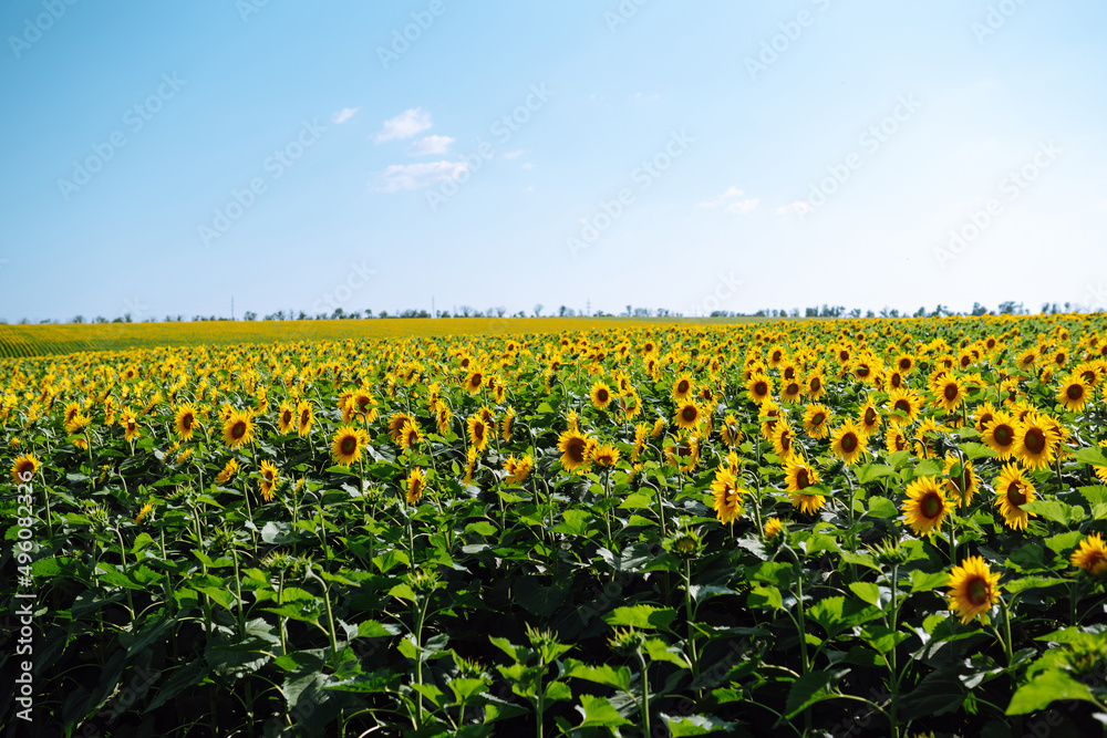 Field of blooming sunflowers. Organic and natural floral background. Agricultural on a sunny day. Field of blooming sunflowers. Organic and natural floral background. Agricultural on a sunny day.