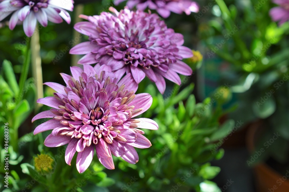 オステオスペルマム(アフリカンデージー) Osteospermum 紫色 オステオスペルマム(アフリカンデージー) Osteospermum 紫色