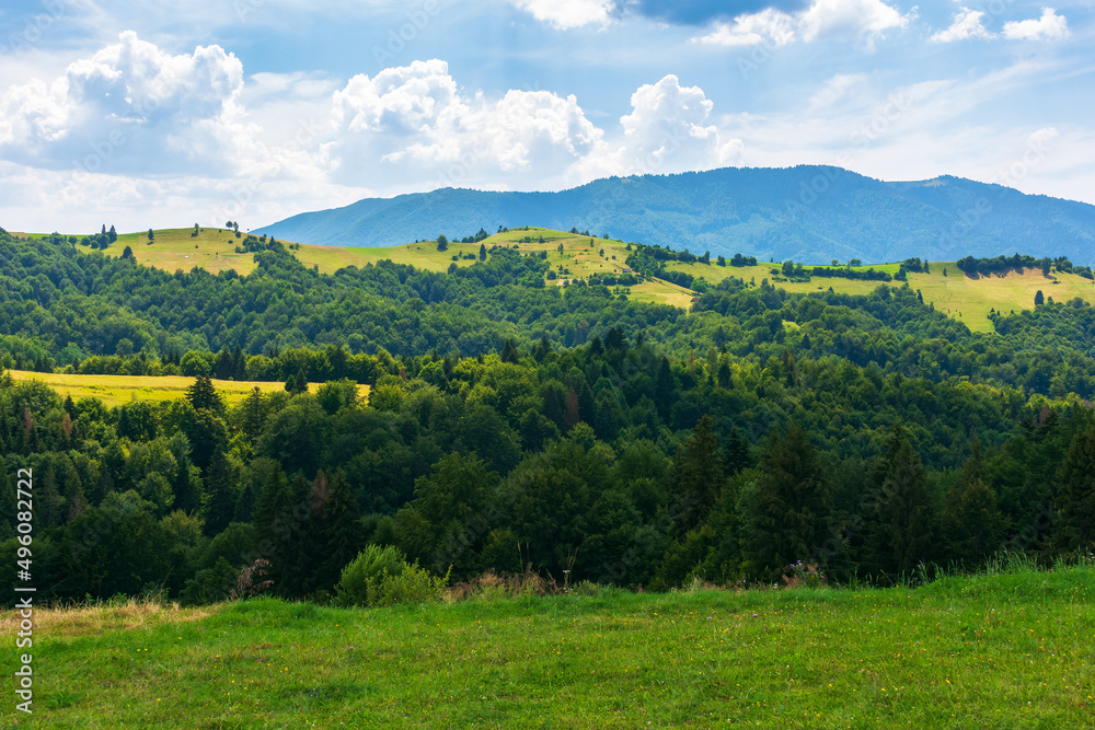 beautiful mountainous rural scenery in summer. idyllic landscape of carpathian alps with fresh green meadows. forested hills and natural outdoor travel background beneath a sky with cumulus clouds
