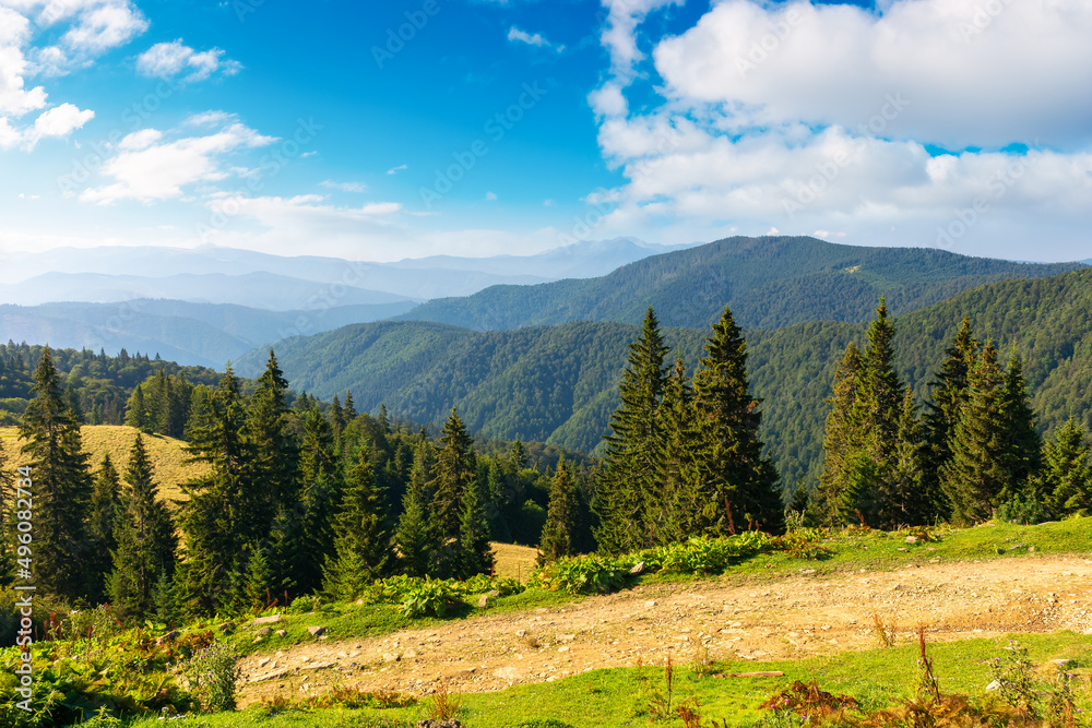 idyllic landscape of carpathian alps with forested hills. mountain valley at sunrise. wonderland scenery beneath s blue sky with fluffy clouds in morning light. summer nature ecosystem background