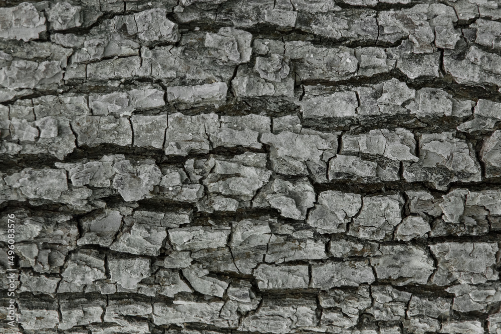 Tree bark abstract natural embossed wood texture nature skin pattern background Tree bark abstract natural embossed wood texture nature skin pattern background