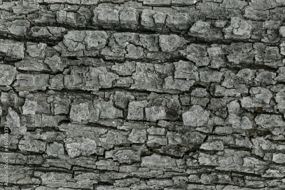 Fototapeta premium Tree bark abstract natural embossed wood texture nature skin pattern background