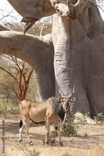 Giant eland (Taurotragus derbianus), also known as Lord Derby eland, savanna antelope in Bandia reserve, Senegal, Africa. African animal. Antelope, giant eland, taurotragus derbianus. Safari in Africa photo