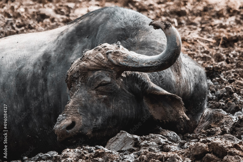 buffalo in the wild buffalo in the wild