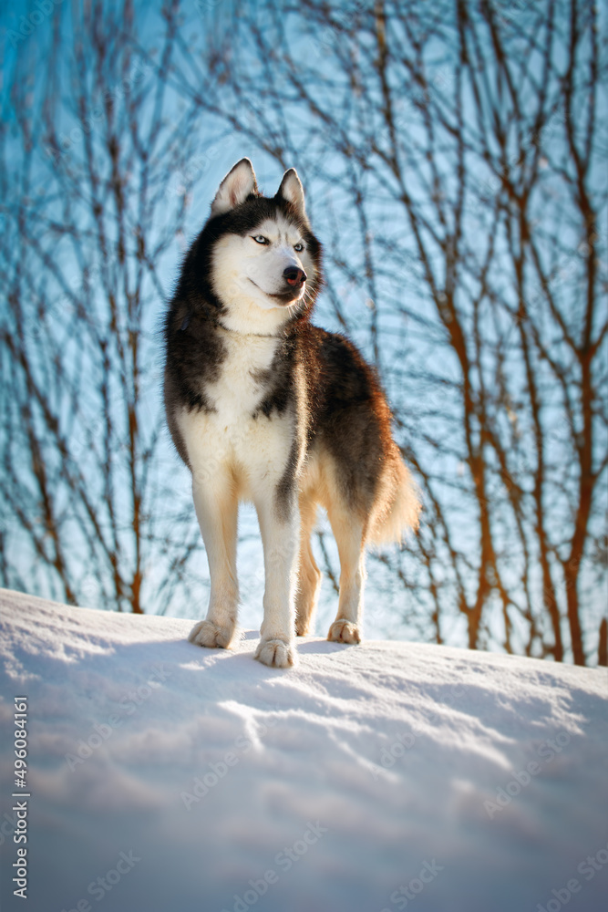 Husky dog standing on the snow in the morning winter forest. Front viewnportrait. Husky dog standing on the snow in the morning winter forest. Front viewnportrait.