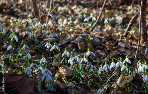 Early spring snowdrops, Galanthus nivalis, selective focus and diffused background photo