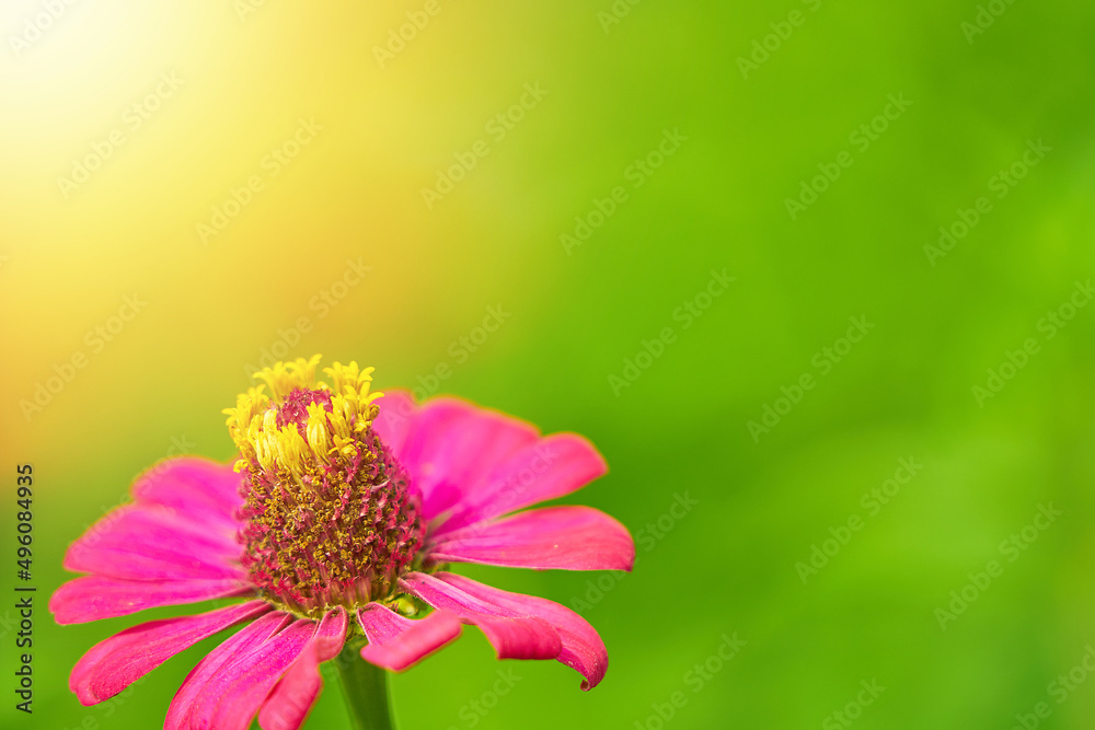 pink petal flower with pollens stem,closed up pink petal flower with pollens stem,closed up