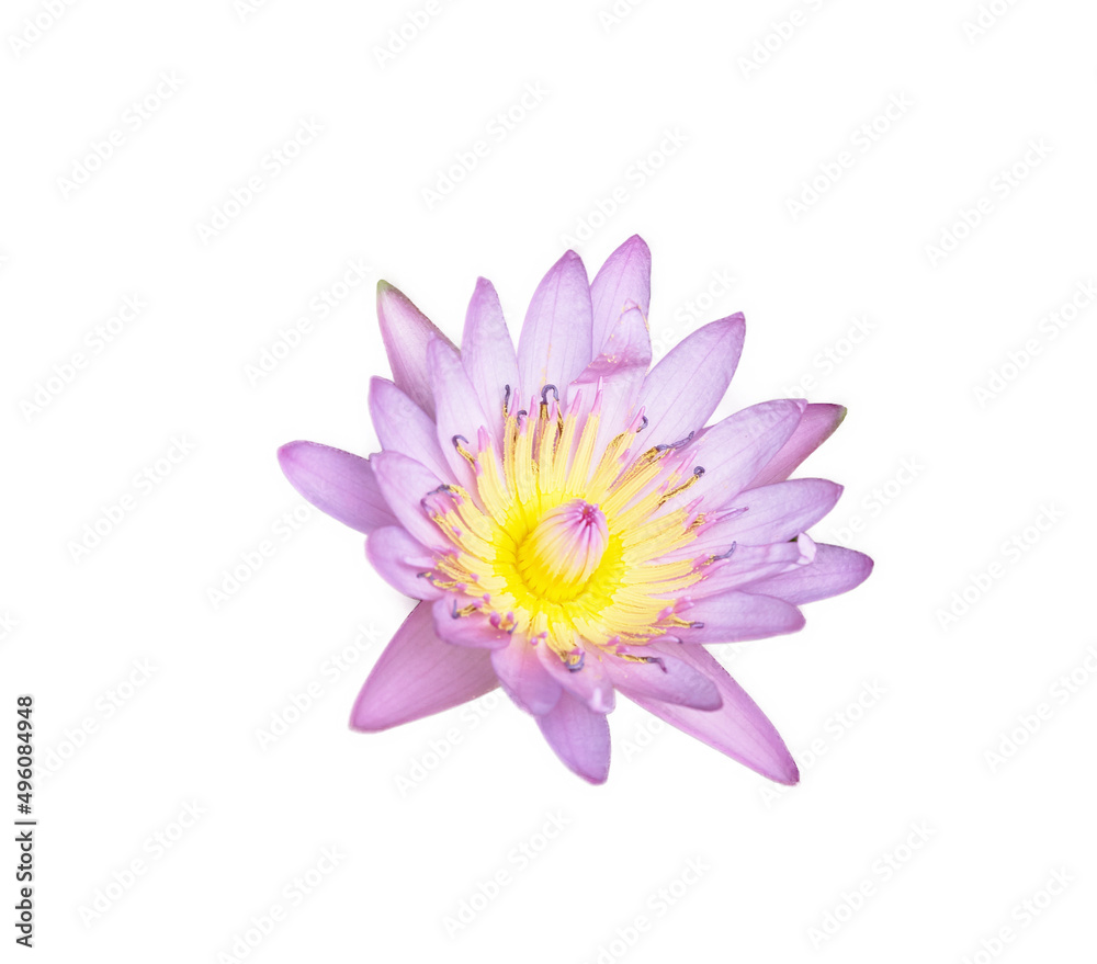 purple and yellow lotus in patal part on isolated white background