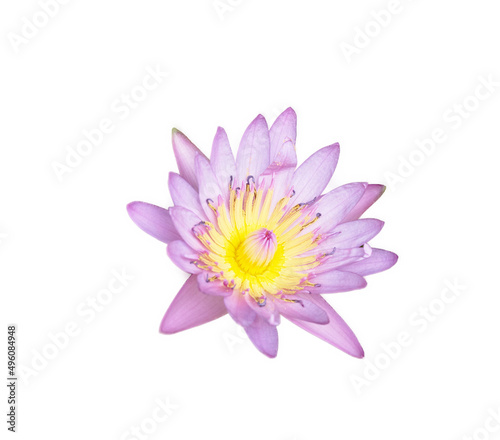 purple and yellow lotus in patal part on isolated white background