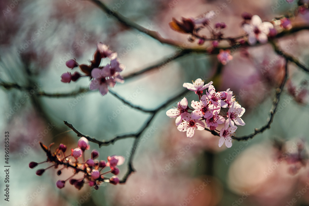 Flowers in early spring