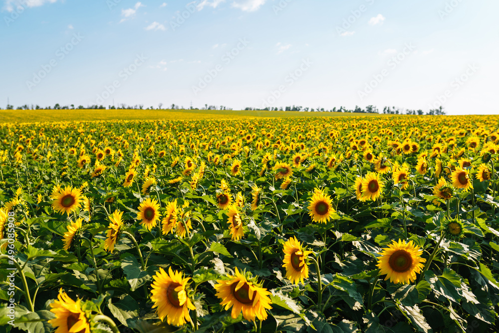 Fototapeta premium Field of blooming sunflowers. Organic and natural floral background. Agricultural on a sunny day.