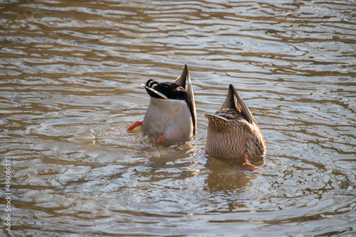 A pair of mallard ducks swimming upside down to feed in the river. © loveallyson