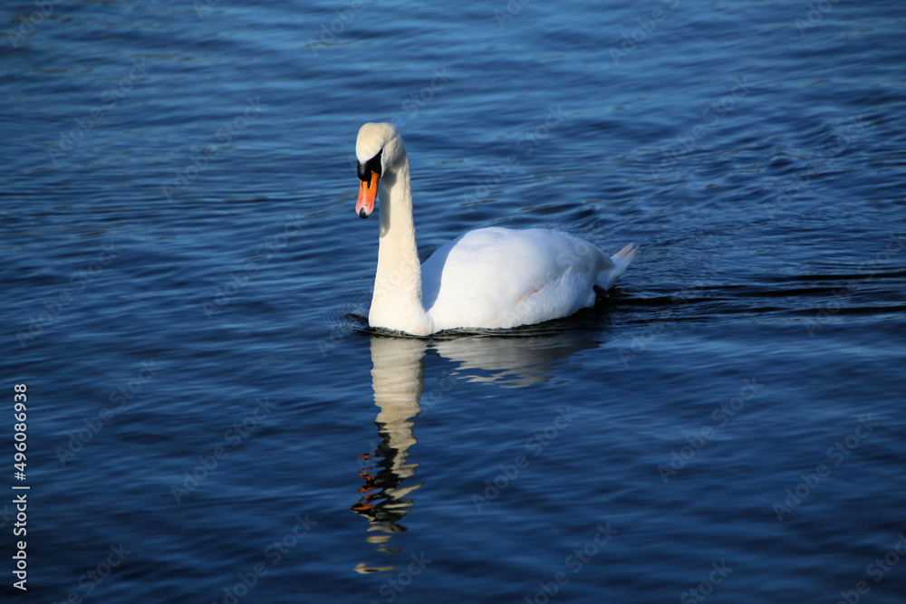 Naklejka premium A close up of a Mute Swan