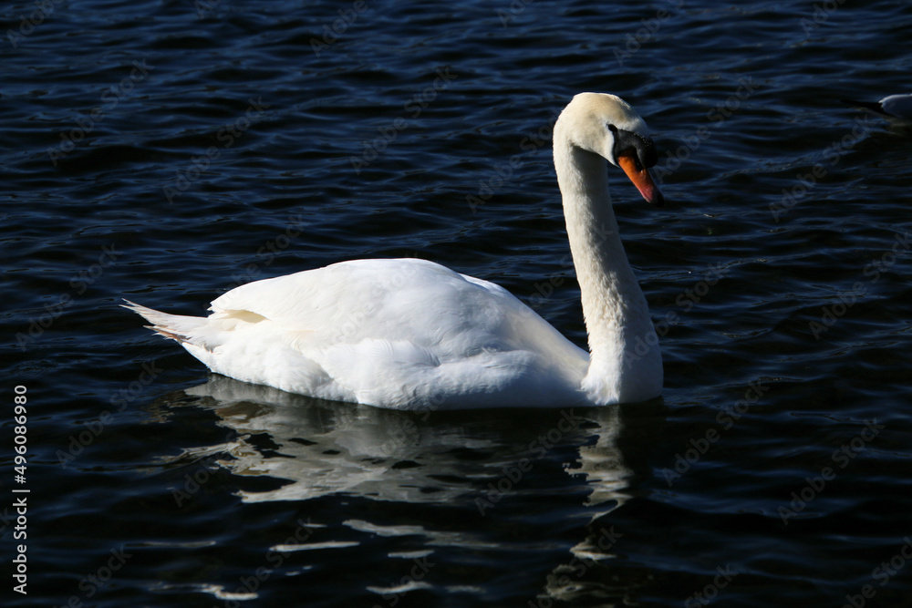 Fototapeta premium A close up of a Mute Swan