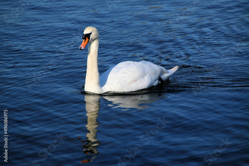 A close up of a Mute Swan