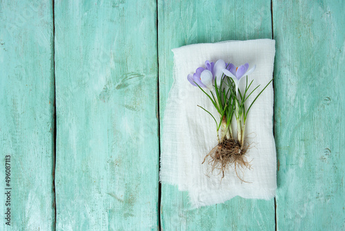 crocus flowers o  turquoise wooden surface photo