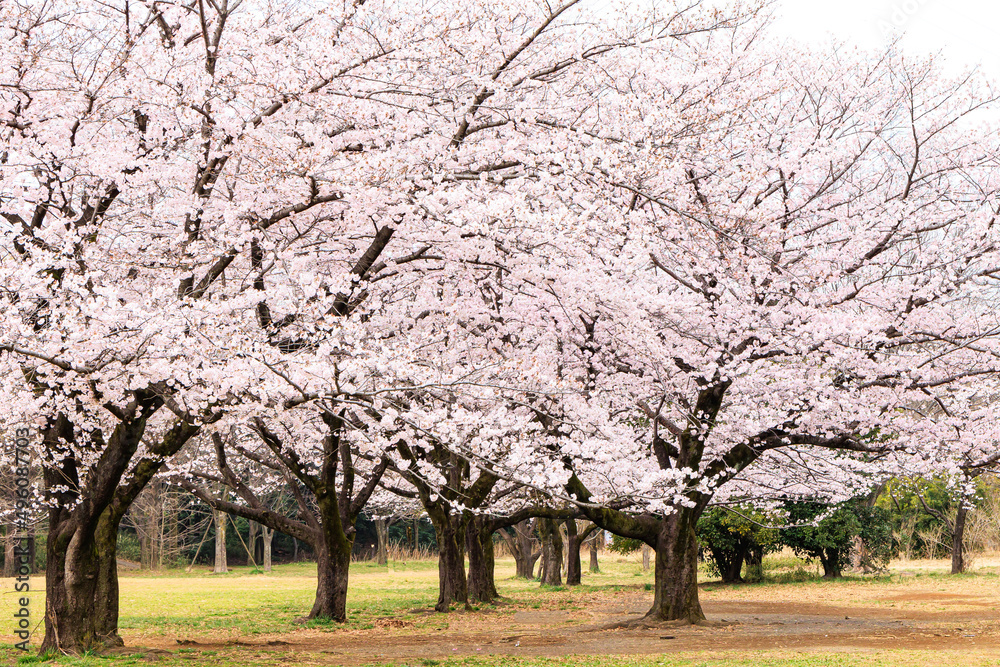 春の公園の美しい桜並木