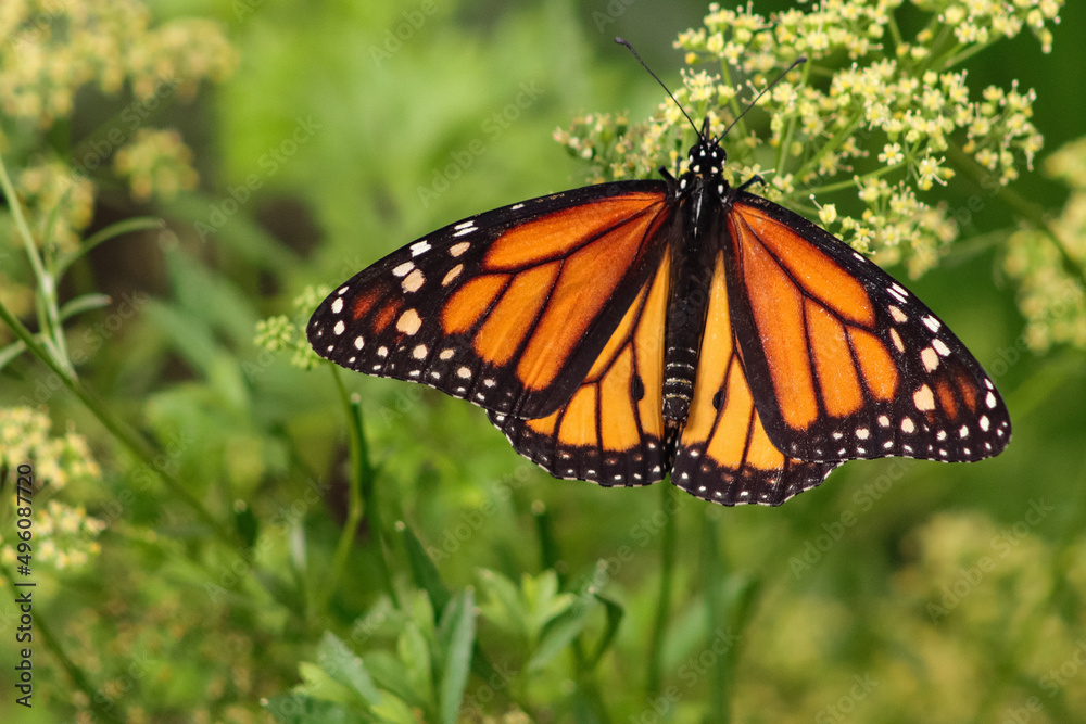 Fototapeta premium butterfly on a flower