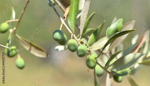 closeup on fresh olive growing in a branch of the tree