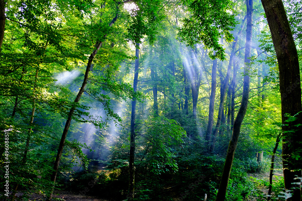 Naklejka premium Allschwiler Wald