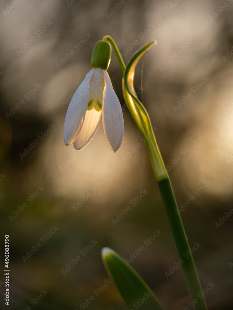 Obraz premium Wildlife shot of snowdrop flowers (Galanthus nivalis) in the grass at the beginning of spring. Common snowdrop in spring with blurry sunrise in background. Snowdrop flowers in sunset.