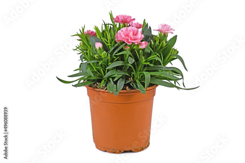 Potted pink Dianthus flowers in pot on white background