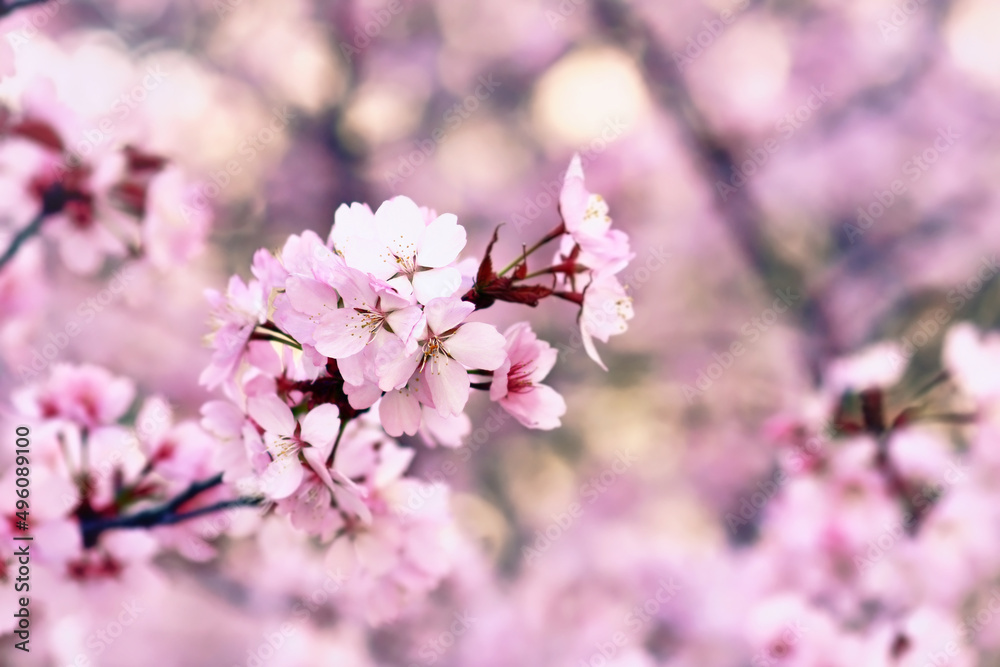 Pink flowers of japanese 'Somei Yoshino' cherry blossom tree Pink flowers of japanese 'Somei Yoshino' cherry blossom tree
