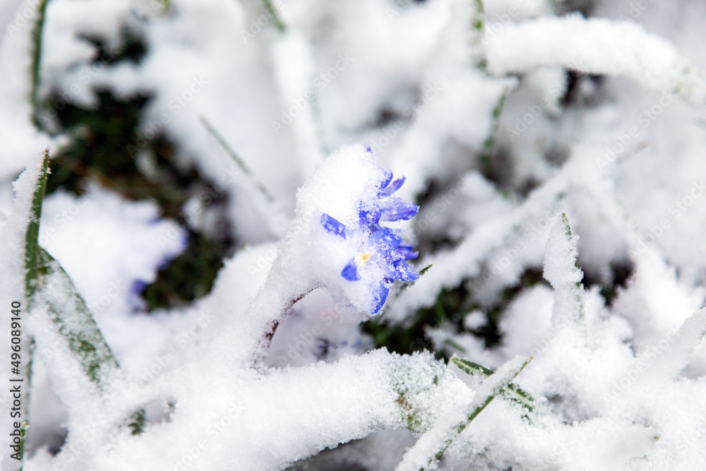 Ein aufgeblühter Krokus wurde von dem Schneefall überrascht Ein aufgeblühter Krokus wurde von dem Schneefall überrascht