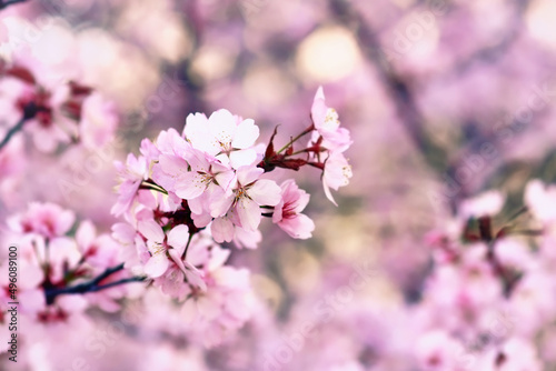 Pink flowers of japanese 'Somei Yoshino' cherry blossom tree