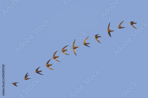 Photo composition of a common swift (Apus apus) in fly over clear blue sky background photo