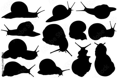 Set of different snail silhouettes isolated on white