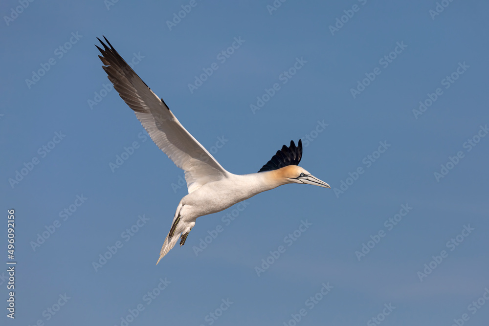 Northern Gannet Northern Gannet