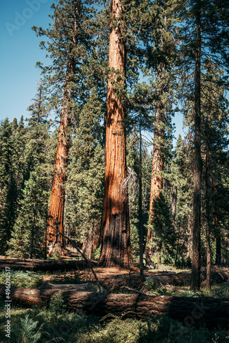sequoia forest in summer