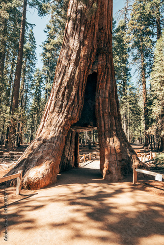 sequoia tunnel tree in summer