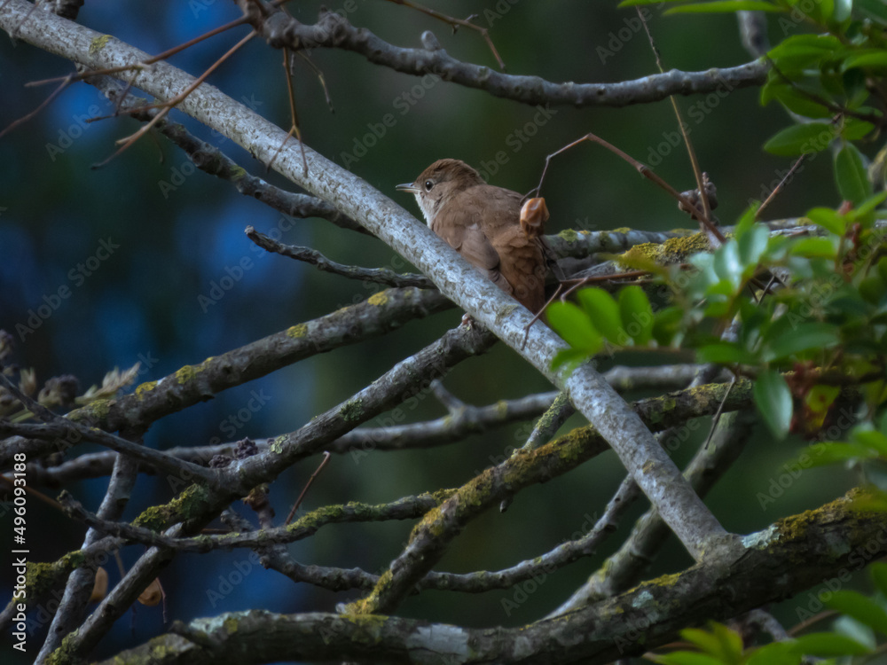 Luscinia megarhynchos (common nightingale) Luscinia megarhynchos (common nightingale)