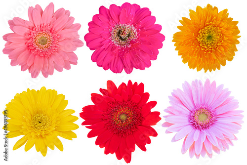 Red Gerbera and Pink Gerbera and Yellow Gerbera and Orange Gerbera Daisy as background picture.flower on clipping path.