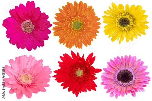Pink Gerbera and Yellow Gerbera and red Gerbera Daisy as background picture.flower on clipping path.